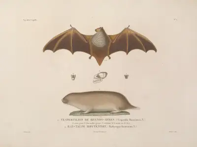 Voyage autour du monde Pl.105 av Louis-Isidore Duperrey