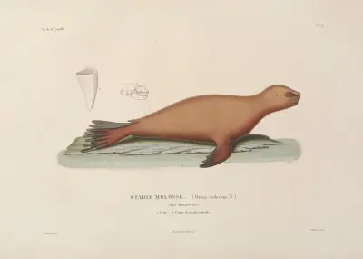 Voyage autour du monde Pl.106 av Louis-Isidore Duperrey