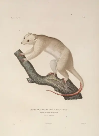 Voyage autour du monde Pl.109 av Louis-Isidore Duperrey