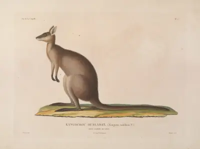 Voyage autour du monde Pl.110 av Louis-Isidore Duperrey