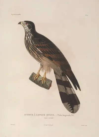 Voyage autour du monde Pl.113 av Louis-Isidore Duperrey