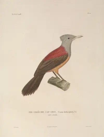 Voyage autour du monde Pl.114 av Louis-Isidore Duperrey