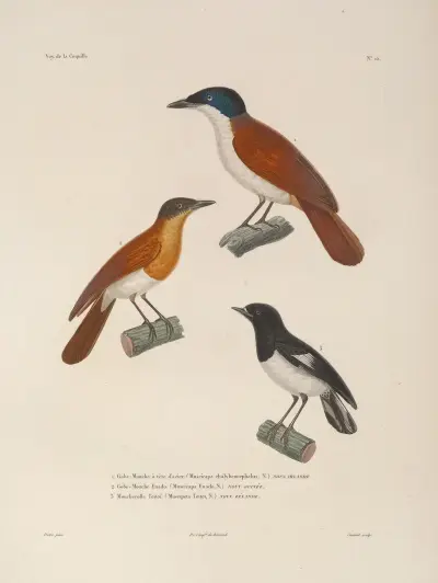 Voyage autour du monde Pl.118 av Louis-Isidore Duperrey