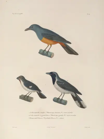 Voyage autour du monde Pl.119 av Louis-Isidore Duperrey