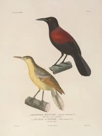 Voyage autour du monde Pl.127 av Louis-Isidore Duperrey