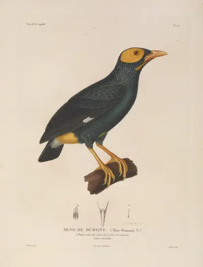 Voyage autour du monde Pl.129 av Louis-Isidore Duperrey