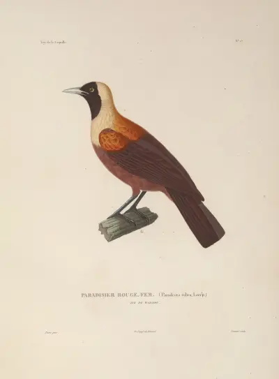 Voyage autour du monde Pl.131 av Louis-Isidore Duperrey