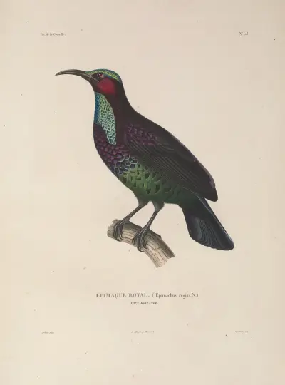 Voyage autour du monde Pl.132 av Louis-Isidore Duperrey