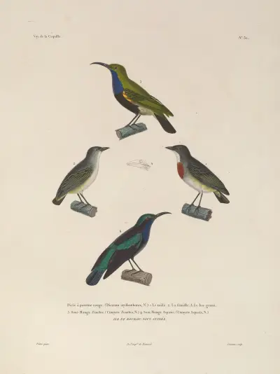 Voyage autour du monde Pl.134 av Louis-Isidore Duperrey