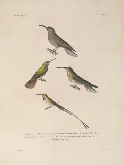 Voyage autour du monde Pl.135 av Louis-Isidore Duperrey