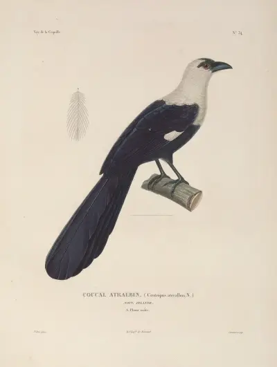 Voyage autour du monde Pl.139 av Louis-Isidore Duperrey