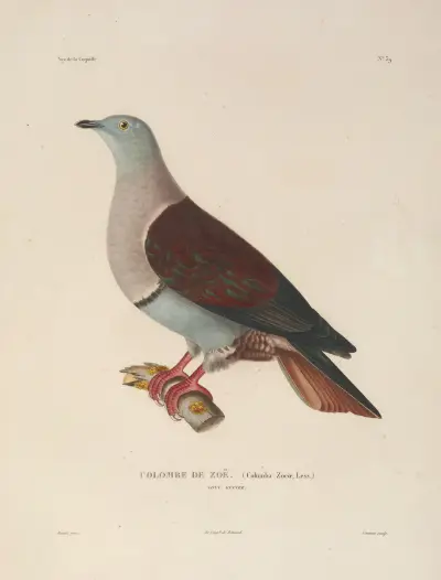Voyage autour du monde Pl.145 av Louis-Isidore Duperrey
