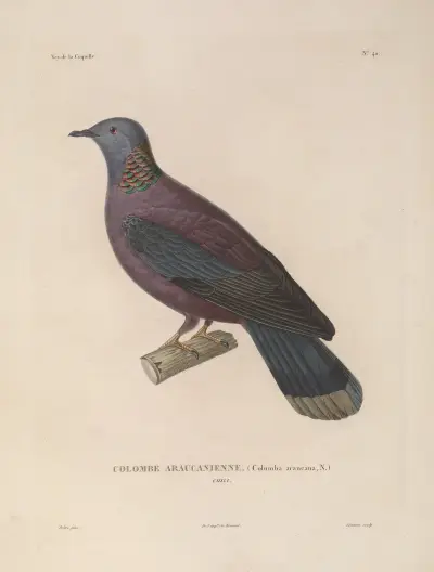Voyage autour du monde Pl.146 av Louis-Isidore Duperrey