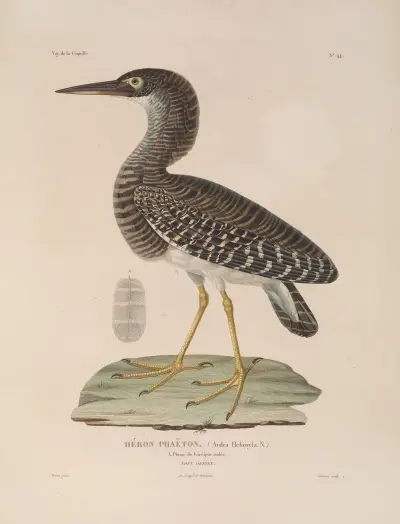 Voyage autour du monde Pl.150 av Louis-Isidore Duperrey