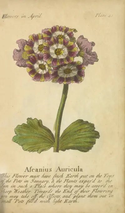 Ascanius Auricula av J. Duke