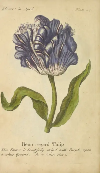 Vacker tulpan av J. Duke