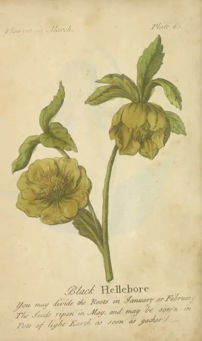 Schwarze Nieswurz von J. Duke