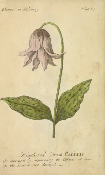 Blush-red Dens Caninus av J. Duke