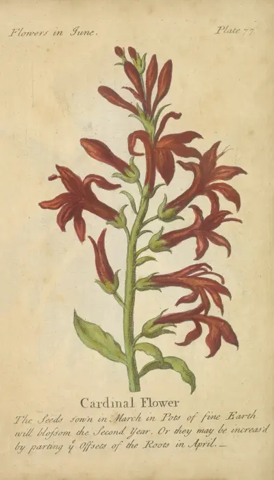 Kardinalblomma av J. Duke