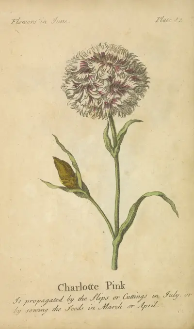 Charlotte Pink av J. Duke