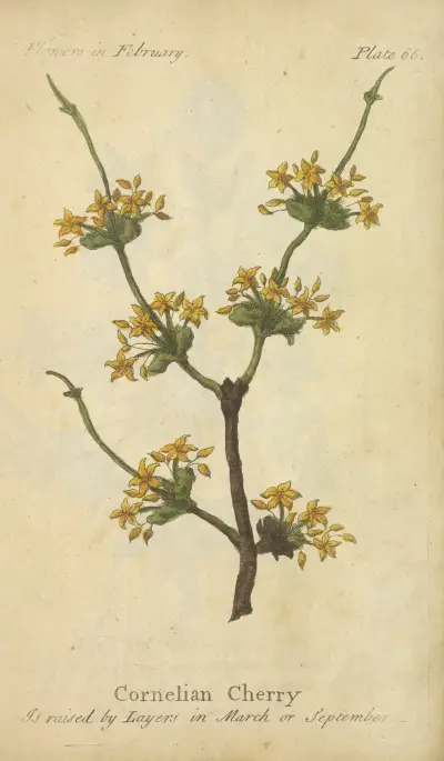 Kornell av J. Duke