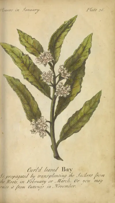Krusbladig lager av J. Duke