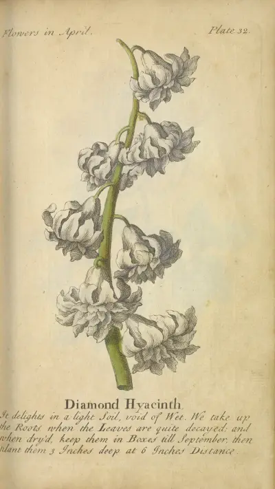 Diamond Hyacinth, av J. Duke
