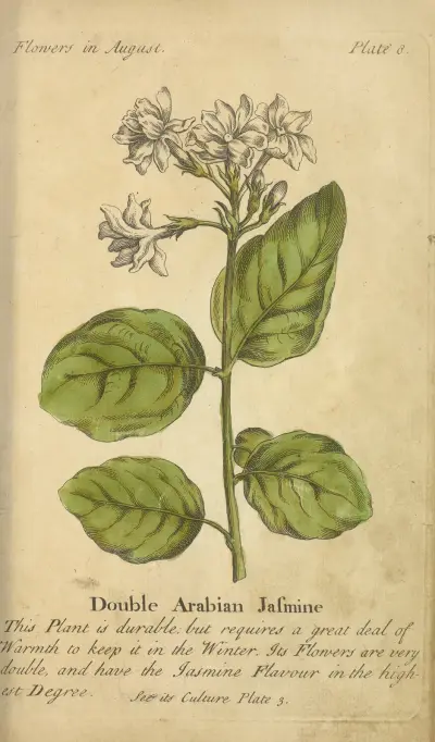 Dubbel arabisk jasmin av J. Duke