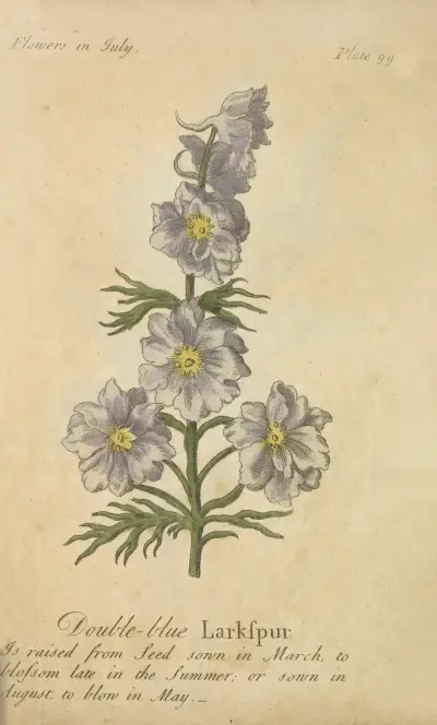 Double-blue Larkspur av J. Duke