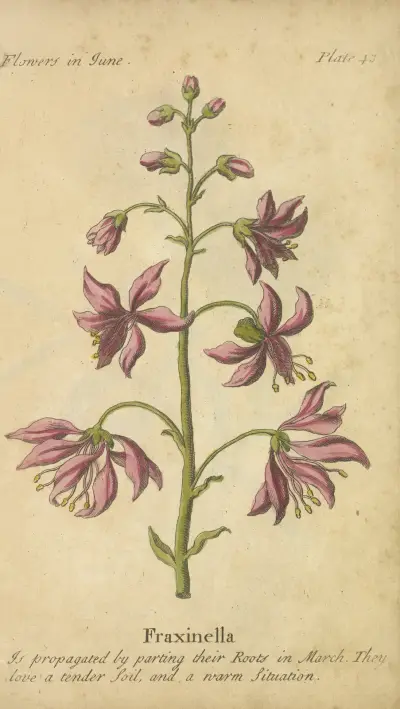Fraxinella av J. Duke