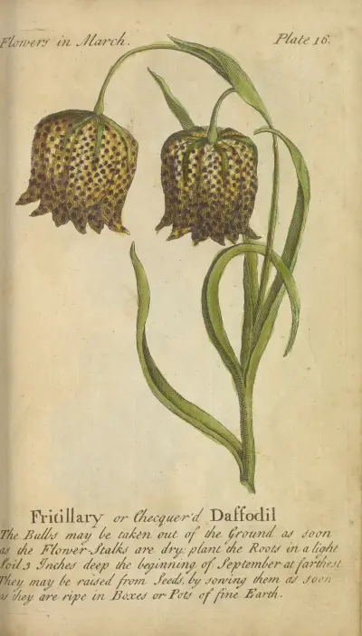 Fritillaria eller rutig påsklilja av J. Duke