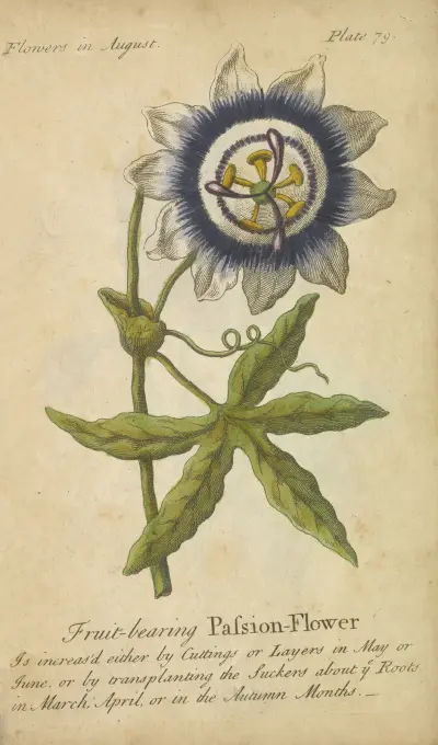 Fruchttragende Passionsblume von J. Duke