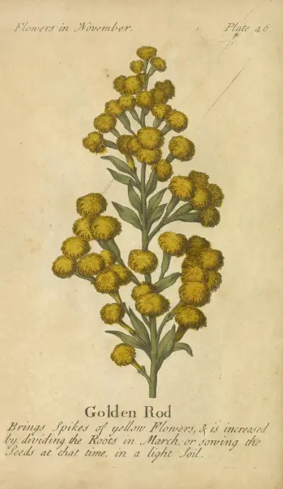 Golden Rod av J. Duke
