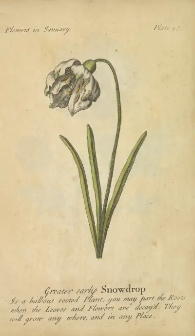Velký raný sněženka, J. Duke