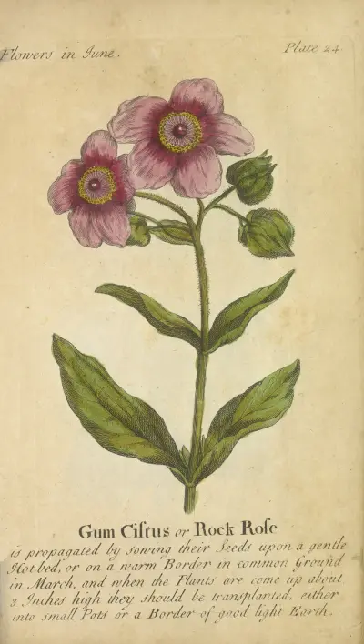 Gum Cistus eller Rock Rose av J. Duke