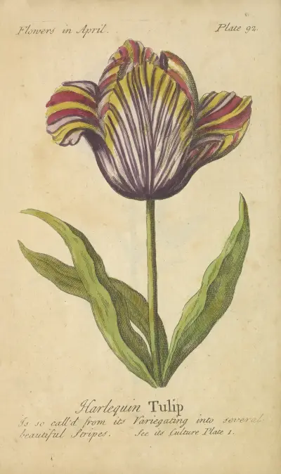 Harlekýnský tulipán, J. Duke
