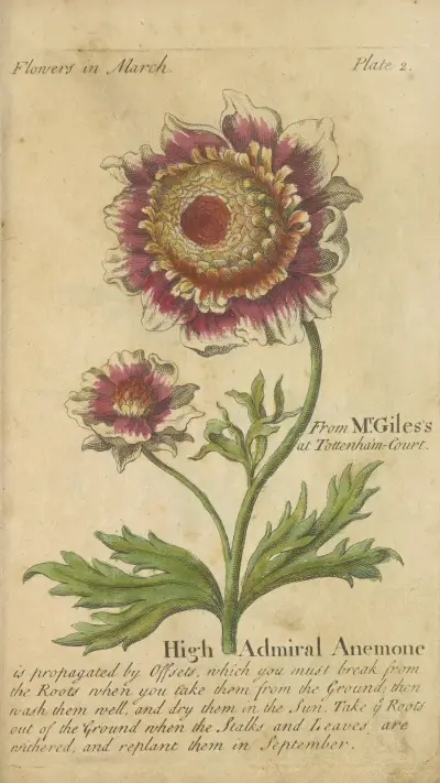 High admiral Anemone av J. Duke