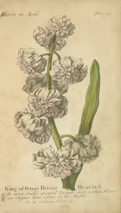 King og Great Britain Hyacinth av J. Duke
