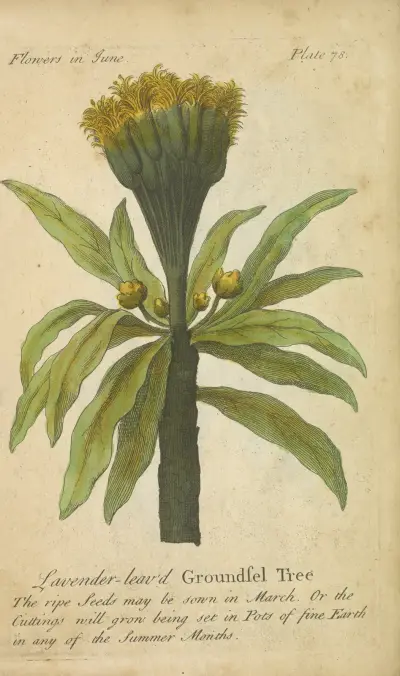 Lavender-leaved Groundsel Tree av J. Duke