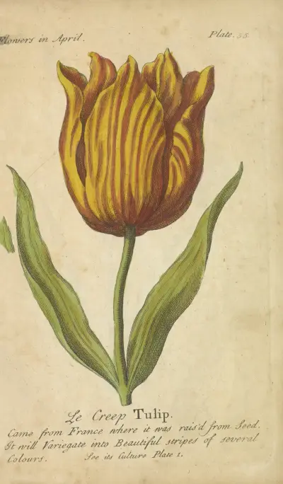 Le Creep Tulip av J. Duke