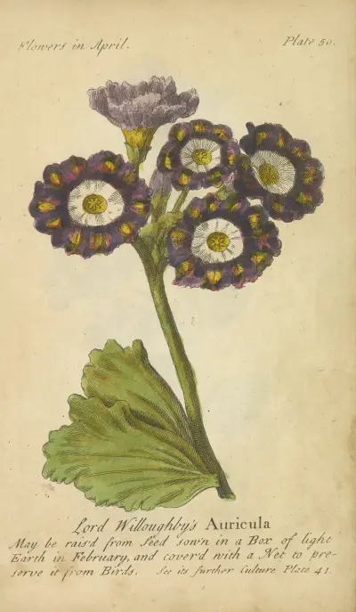 Lord Willoughby’s Auricula av J. Duke