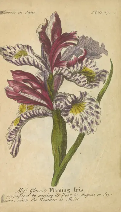 Miss Glover’s Flaming Iris av J. Duke