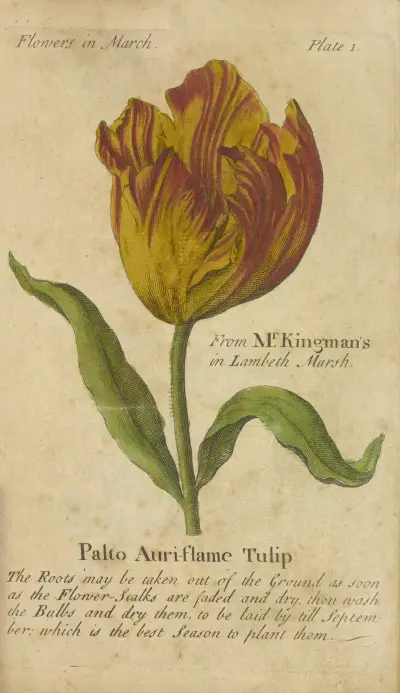 Palto Auri-flame Tulip av J. Duke