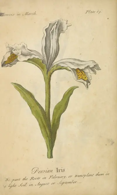 Persian Iris av J. Duke