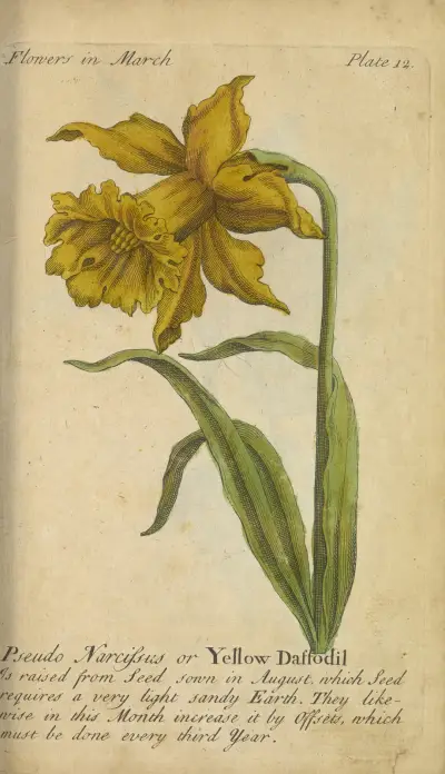 Pseudo Narcissus eller Gul Påsklilja av J. Duke