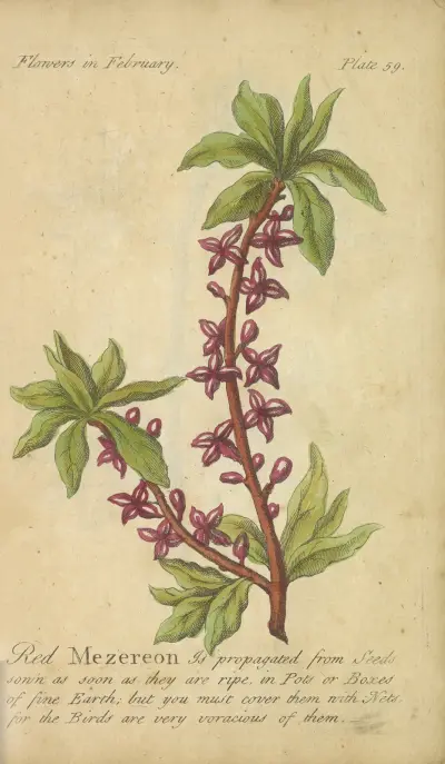 Rote Mezeron von J. Duke