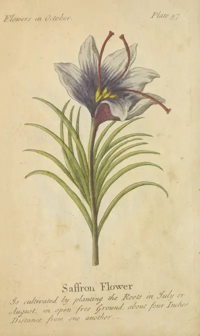Saffransblomma av J. Duke