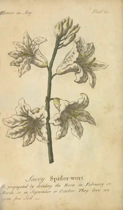 Savoyer Spinnenkraut von J. Duke