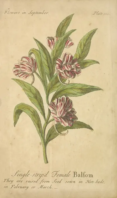 Single-striped Female Balsom av J. Duke