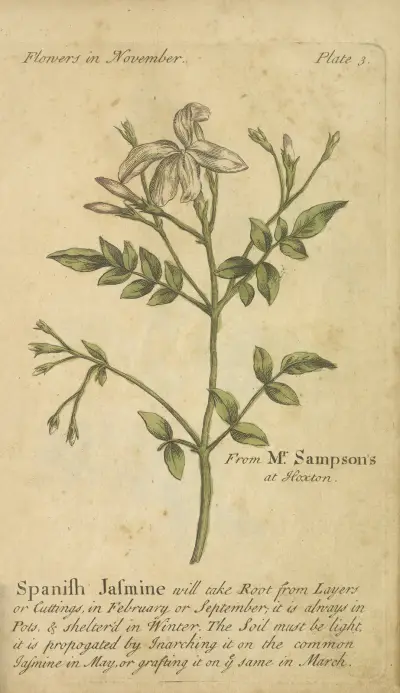 Spanish Jasmine av J. Duke
